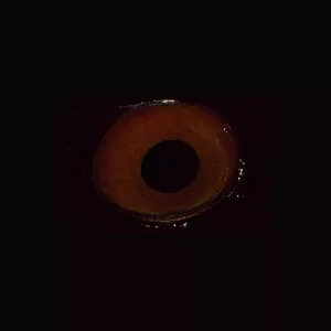 Gori Eye Jpg main texture preview