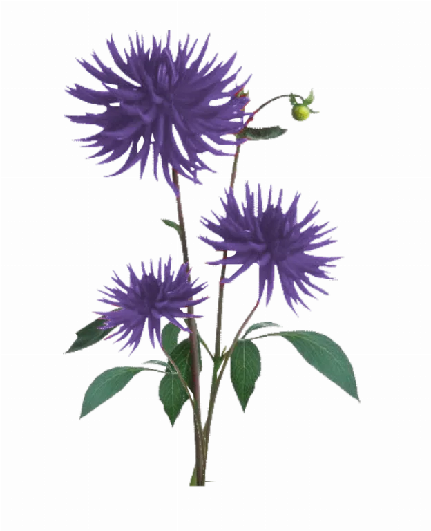 Jacey Purple Dahila Plant Texture main texture preview