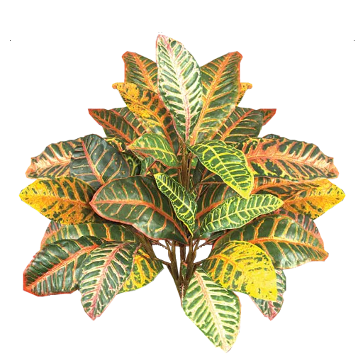 Croton Bush main texture preview