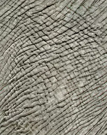 Elephant Cyc main texture preview