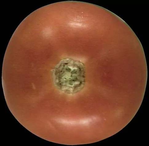 Tomato2 main texture preview