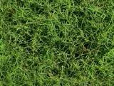 S S Grassy T main texture preview