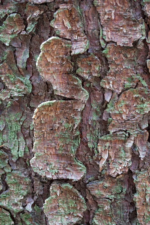 Img 0342 main texture preview