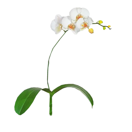 Orchid main texture preview