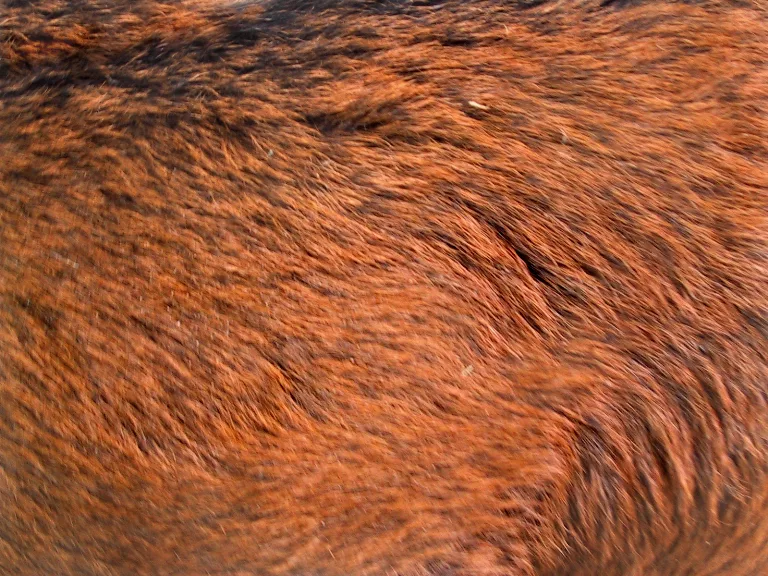 Goat2 main texture preview