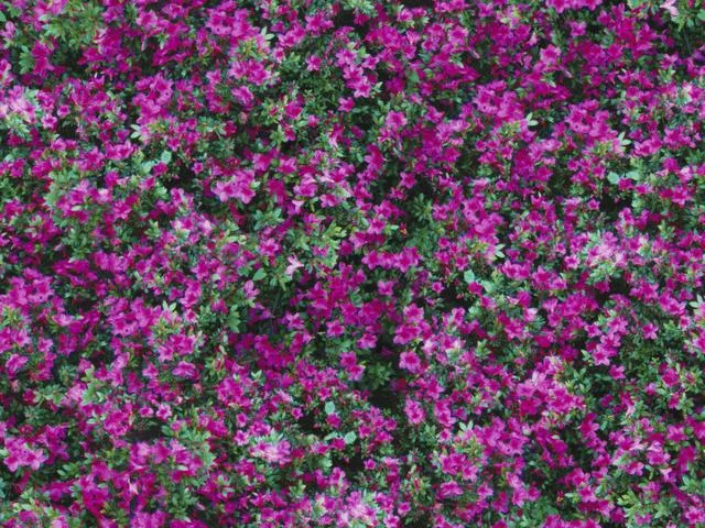 Natur15L main texture preview
