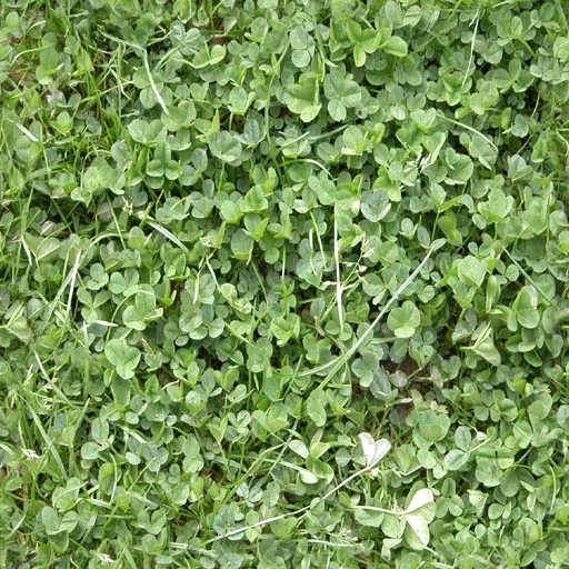 Herbe 11 main texture preview