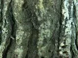 S S Oldtree main texture preview