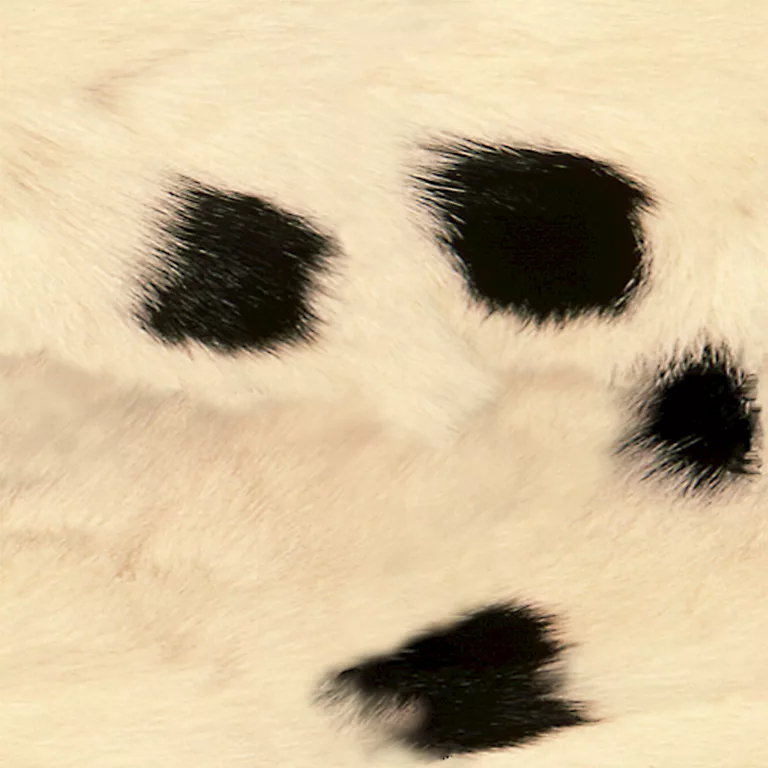 Skin Panda Fur Pxr128 Cc By By Pixar main texture preview