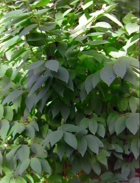 Leafy2 main texture preview