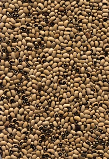 Beanoid main texture preview