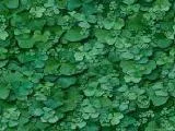 S S Clover2 main texture preview