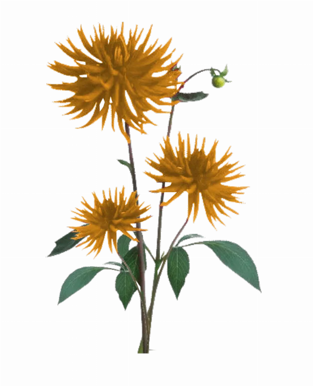Jacey Yellow Dahila Plant Texture main texture preview
