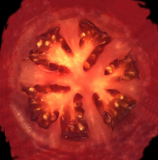 Tomatoe main texture preview