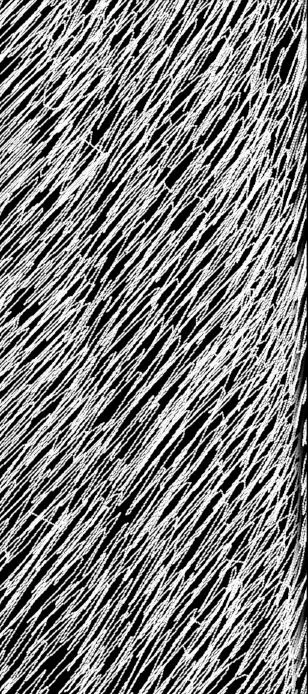 Hairbmp2 main texture preview