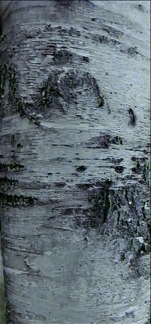 Bark4 main texture preview