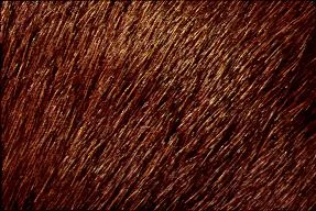 Fur main texture preview