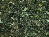 S S Forst1 T main texture preview