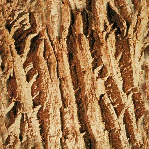 Bark052 main texture preview