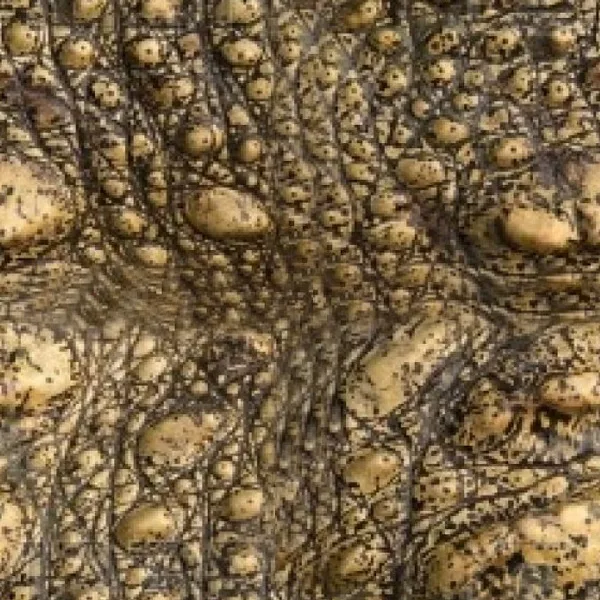 Croc Old main texture preview