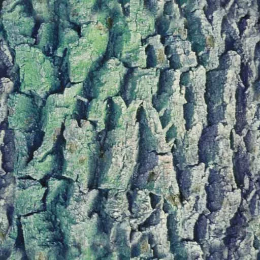 Bark064 main texture preview