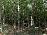 S S Maples main texture preview