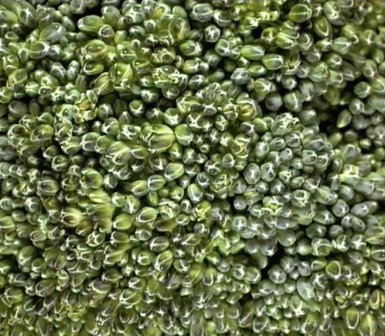 Brocoli main texture preview