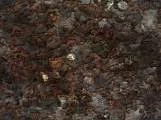 S S Creatureskini main texture preview