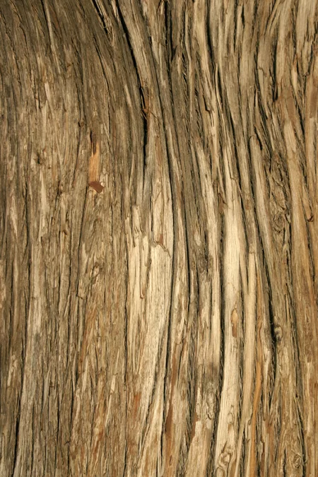 Wood Texture 1 main texture preview