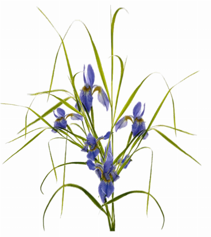Jacey Iris Plant Texture main texture preview