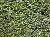 S S Brocoli main texture preview