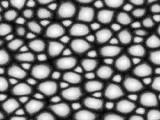 S S Lizard2 main texture preview