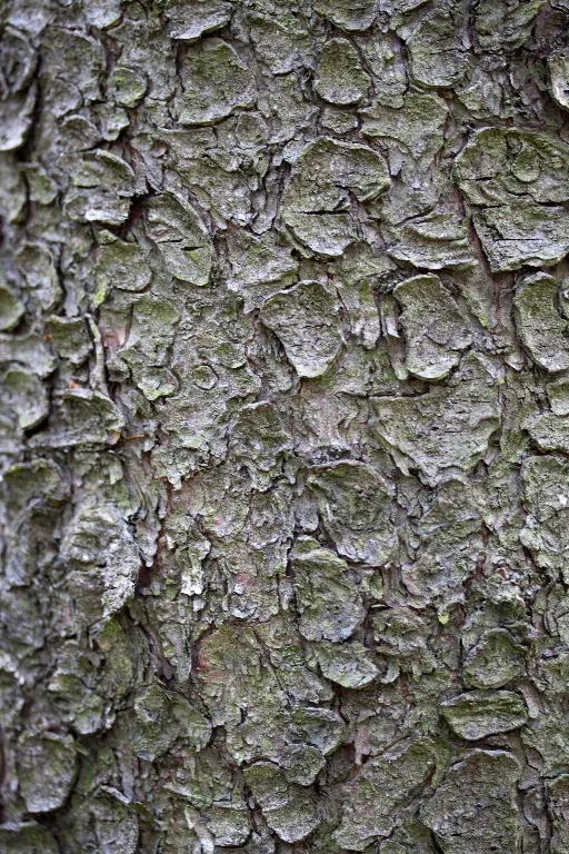 Img 9990 main texture preview