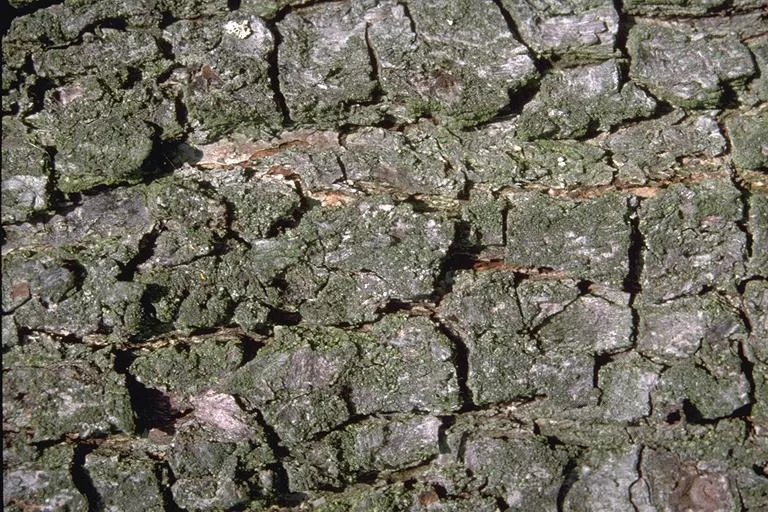 I M G0057 main texture preview
