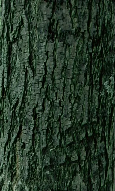 Bark5 main texture preview