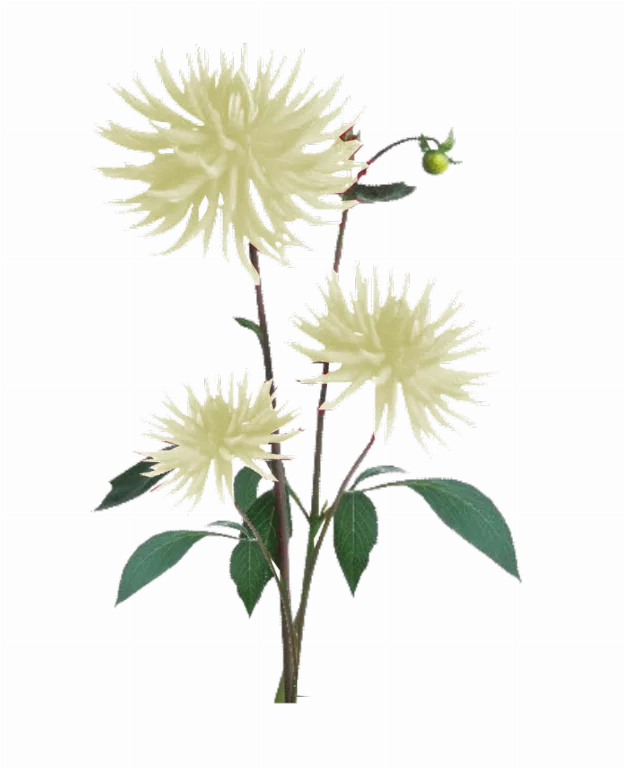 Jacey Light Yellow Dahila Plant Texture main texture preview