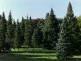 S S Pines main texture preview
