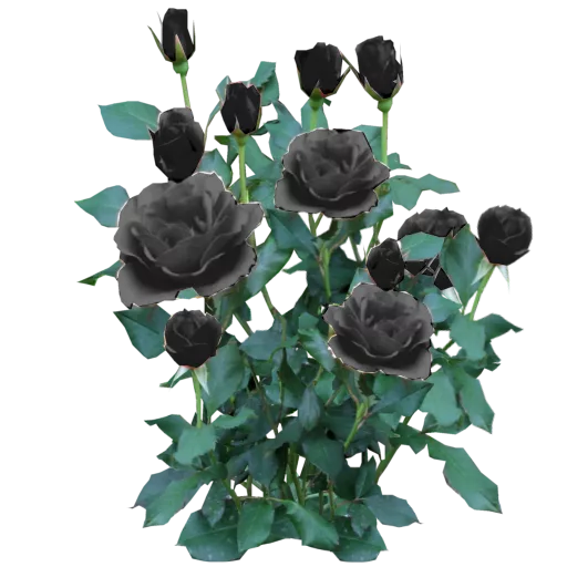 Rose Bush Black main texture preview