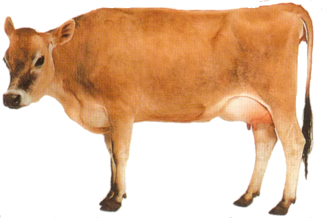 Red Barn Cow main texture preview