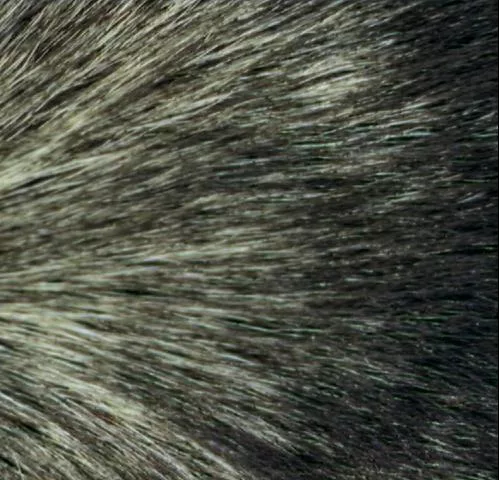 Doghair main texture preview