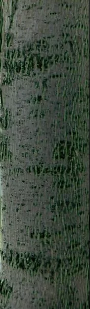 Bark2 main texture preview