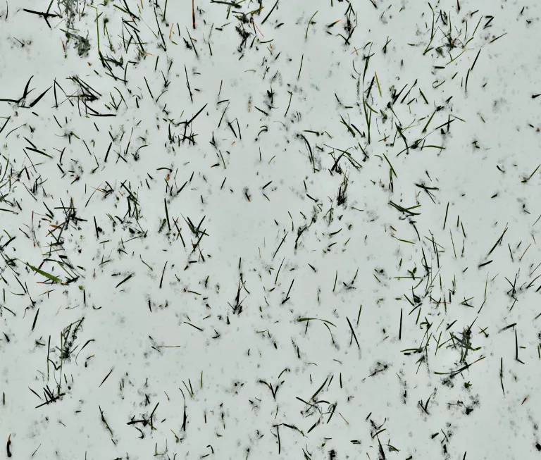 Snowy Grass2 main texture preview