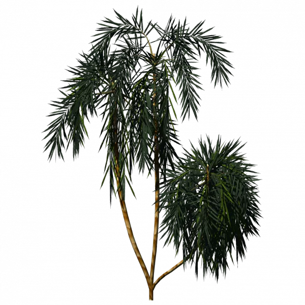 Cc By Tuxfamily Org Greenhouse Palm Acai01 main texture preview