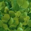 Shrub1 main texture preview