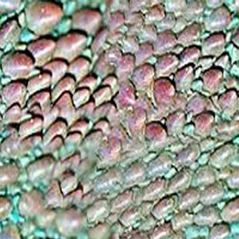 Lizard Large main texture preview
