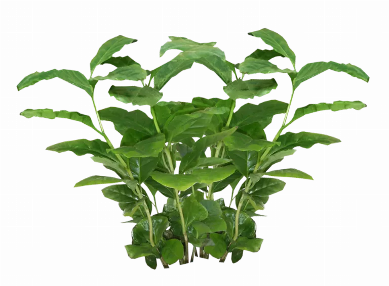 Jacey Coffee Plant Texture main texture preview