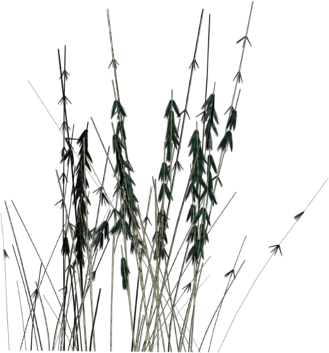 Cc By Tuxfamily Org Bamboo Rgbalpha main texture preview