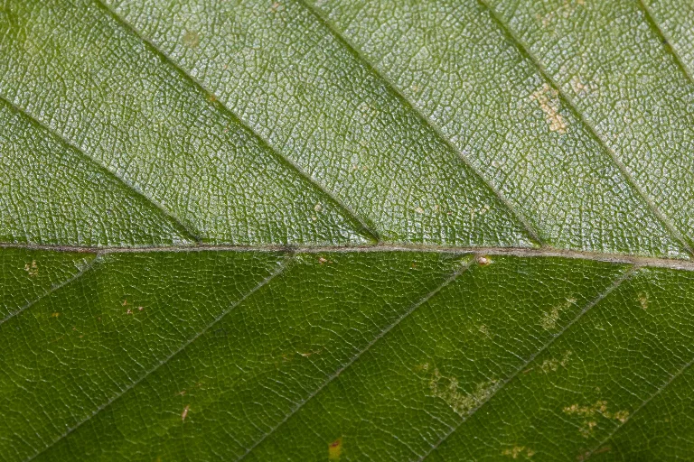 Img 0387 main texture preview
