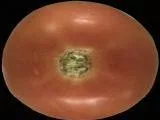 S S Tomato2 main texture preview