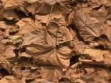 S S Leafs main texture preview